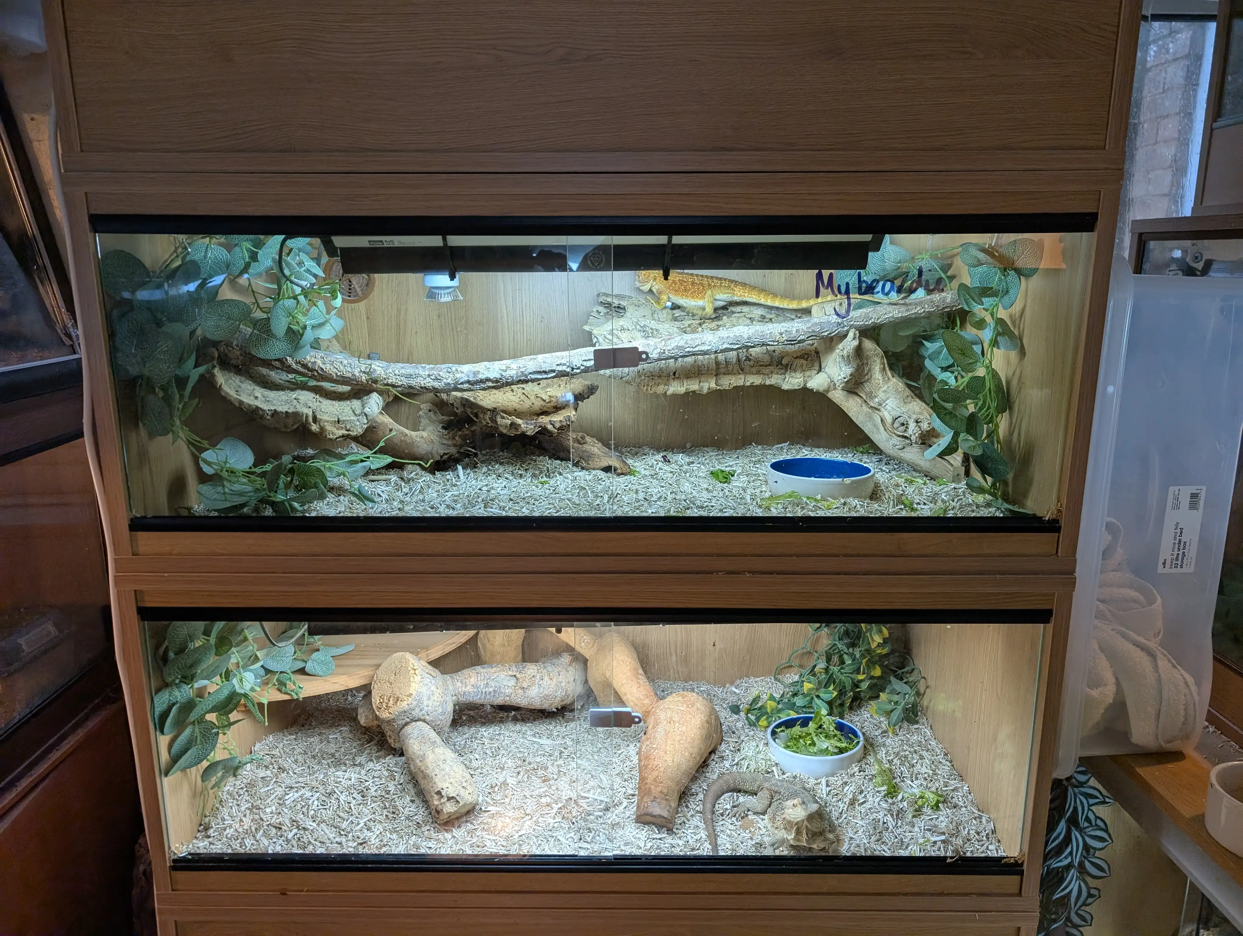 Bearded Dragon Holiday Boarding