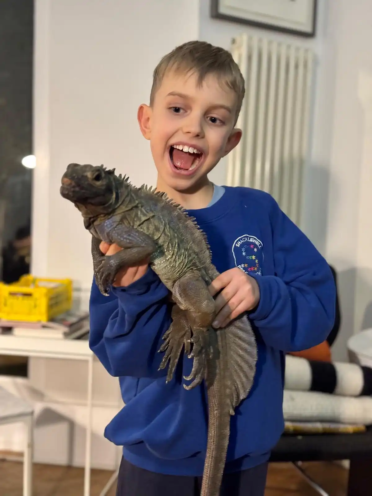 Child holding a Sailfin Dragon
