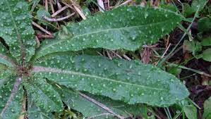 Bristly Ox Tounge leafs.