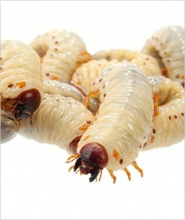 Pachnoda Grubs on a white background.