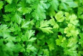 Parsley bunch.