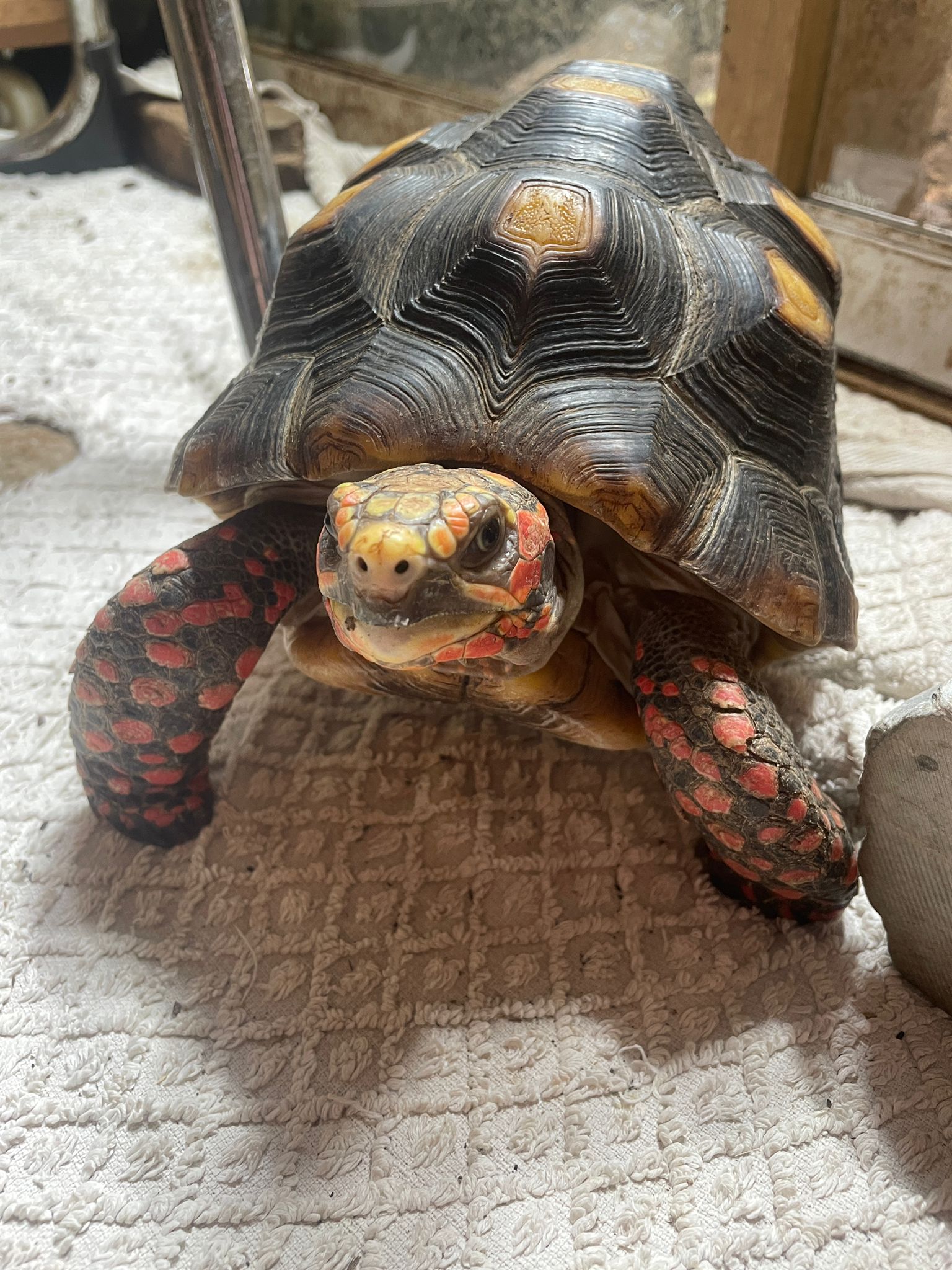 Red foot tortoise