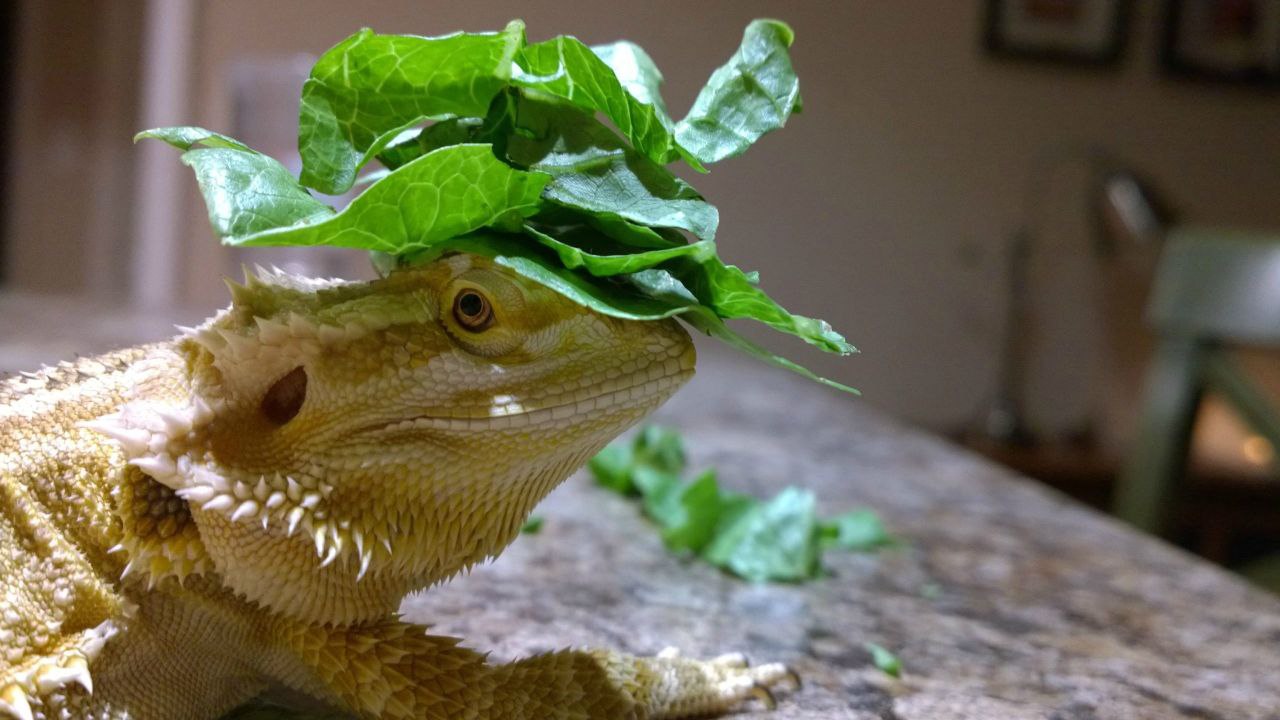 Bearded Dragon Diet - Safe Food List