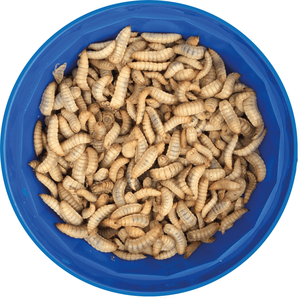 A photo of some calciworms