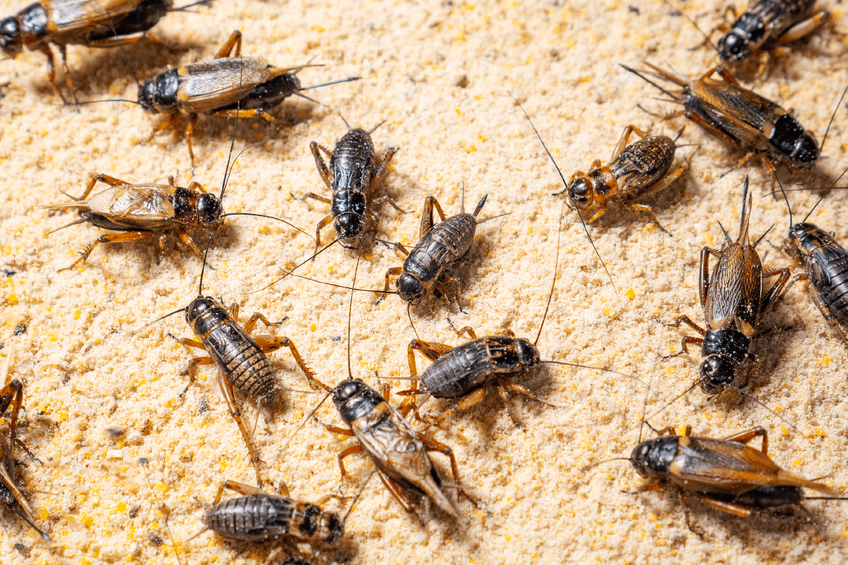 A photo of some crickets