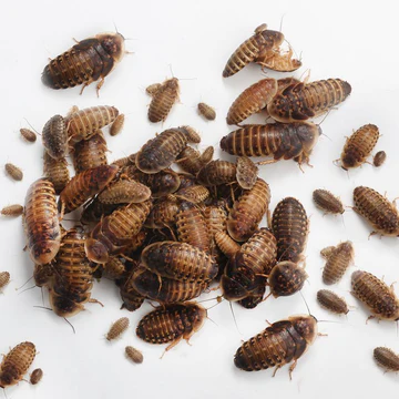 A photo of dubia roaches