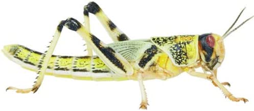 A photo of a locust