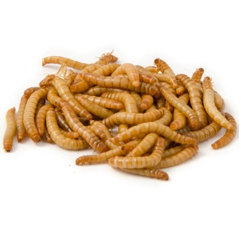 A photo of some mealworms