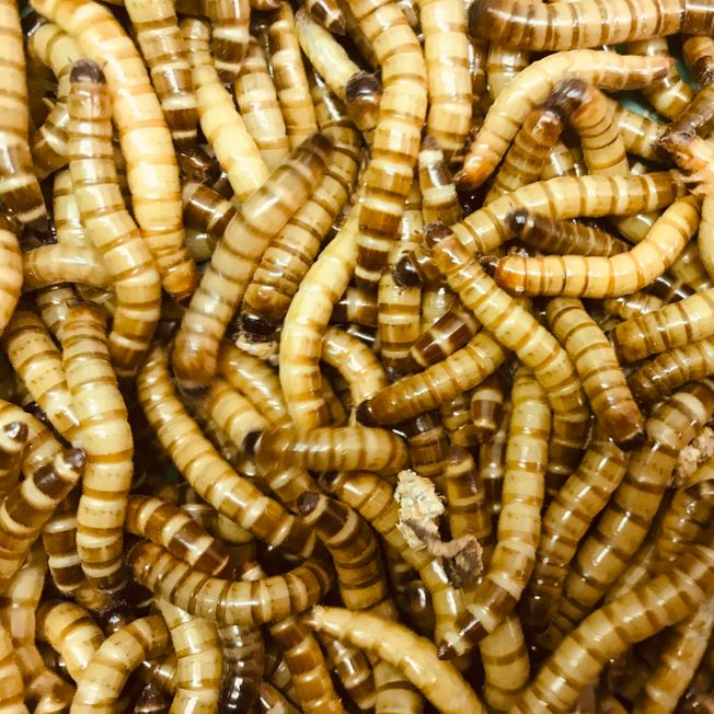 A photo of some morioworms