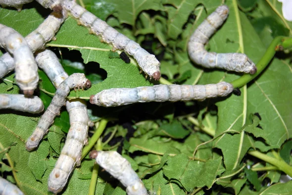A photo of silkworms