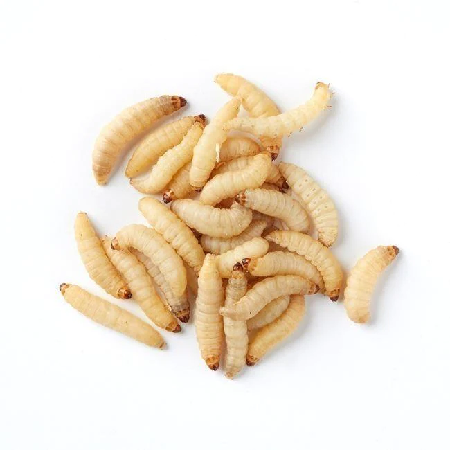 A photo of some waxworms
