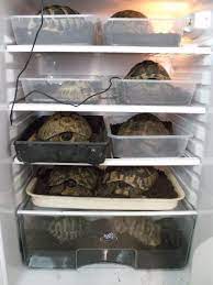 A photo of of a fridge containing tortoises