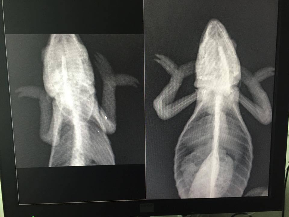 before/after X-ray photo