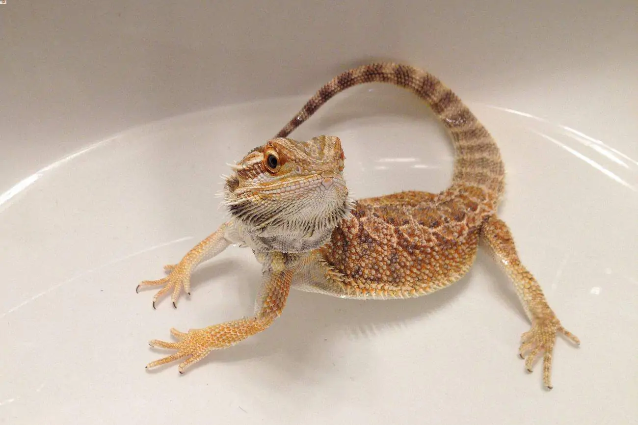 Bathing Bearded Dragons