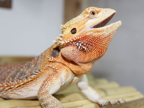 Why does my Bearded Dragon sit with their mouth open?
