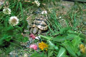 Feeding Tortoises