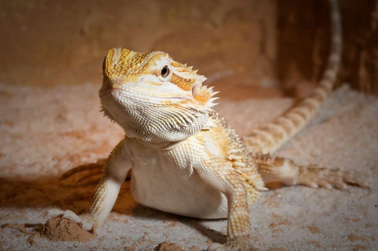 Bearded Dragon Health Issues