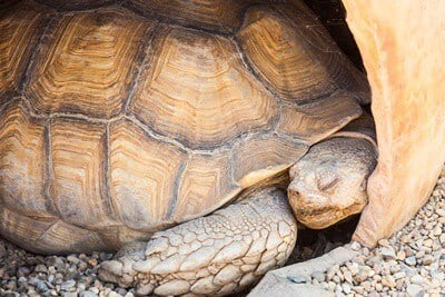 A Guide to Successfully Hibernating Your Tortoise in the UK