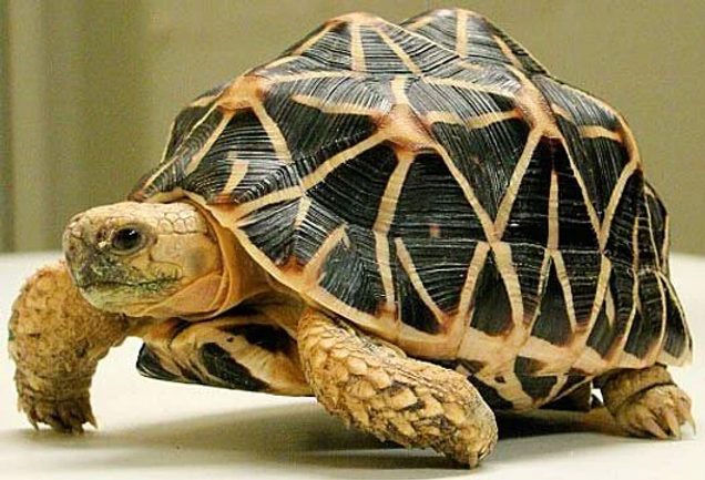 CARE-SHEET FOR YOUNG INDIAN STAR TORTOISES