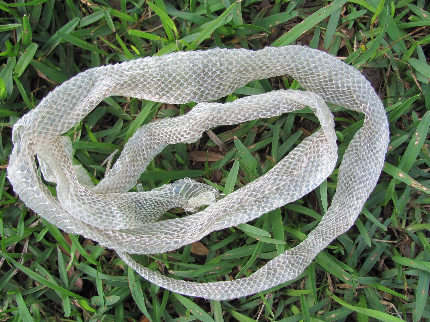 Snake Shedding - Some Tips