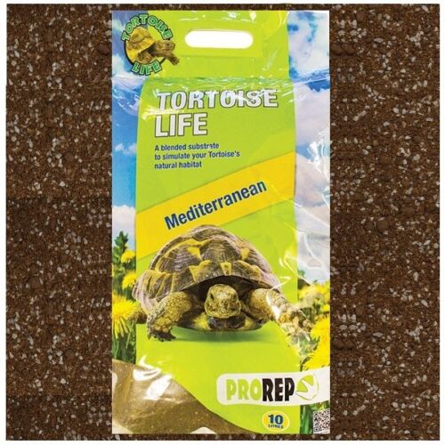 photo of tortoise life