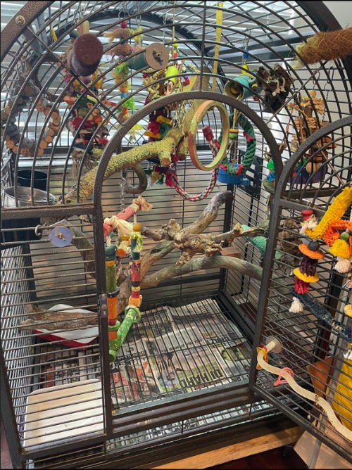 Choosing Suitable Toys for Pet Birds