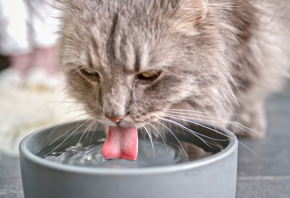 Does Your Cat Refuse To Drink From Their Water Bowl?