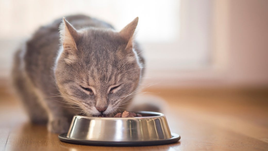 Is My Cat Food Healthy?