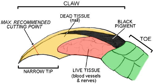 Trimming Lizard Claws