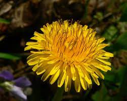 image of dandelion flower